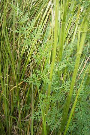 Selinum carvifolia \ Kmmelblttrige Silge / Cambridge Milk Parsley, D Pfalz, Bellheim 23.7.2011