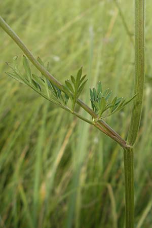 Selinum carvifolia \ Kmmelblttrige Silge / Cambridge Milk Parsley, D Pfalz, Bellheim 23.7.2011