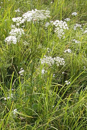 Selinum carvifolia \ Kmmelblttrige Silge / Cambridge Milk Parsley, D Pfalz, Bellheim 23.7.2011