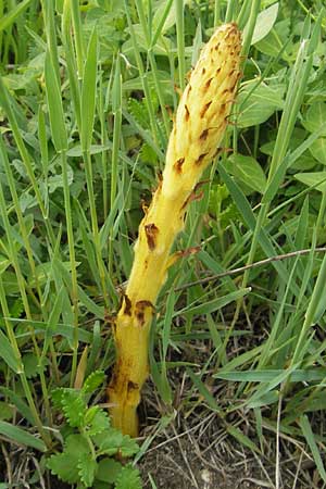 Orobanche elatior \ Groe Sommerwurz / Tall Broomrape, D Hemsbach 11.5.2012