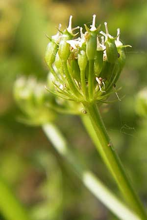 Oenanthe aquatica \ Groer Wasserfenchel, Pferdesaat / Fine-Leaved Water Dropwort, D Lampertheim 10.7.2013