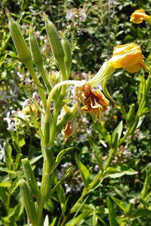 Oenothera drawertii \ Drawerts Nachtkerze / Drawert's Evening Primrose, D Graben-Neudorf 19.7.2014