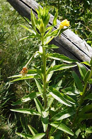 Oenothera drawertii \ Drawerts Nachtkerze / Drawert's Evening Primrose, D Graben-Neudorf 19.7.2014