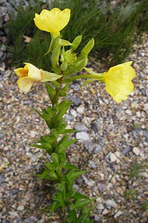 Oenothera rubriaxis \ Rotachsige Nachtkerze / Red-Axis Evening Primrose, D Odenwald, M&ouml;rlenbach 5.8.2014