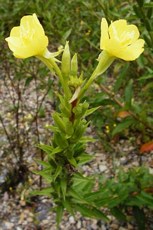 Oenothera rubriaxis \ Rotachsige Nachtkerze / Red-Axis Evening Primrose, D Odenwald, M&ouml;rlenbach 5.8.2014