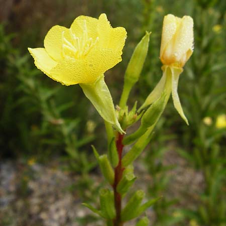 Oenothera rubriaxis \ Rotachsige Nachtkerze / Red-Axis Evening Primrose, D Odenwald, M&ouml;rlenbach 5.8.2014