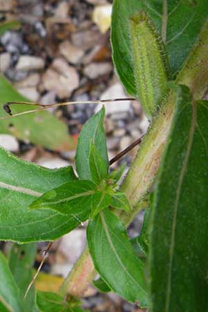 Oenothera rubriaxis \ Rotachsige Nachtkerze / Red-Axis Evening Primrose, D Odenwald, M&ouml;rlenbach 5.8.2014