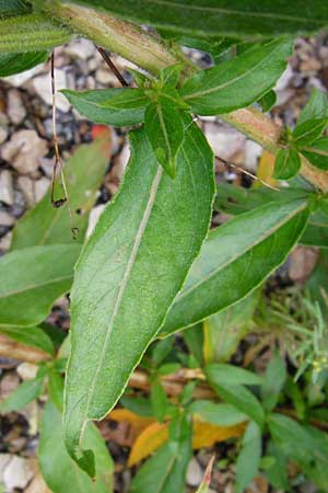 Oenothera rubriaxis \ Rotachsige Nachtkerze / Red-Axis Evening Primrose, D Odenwald, M&ouml;rlenbach 5.8.2014