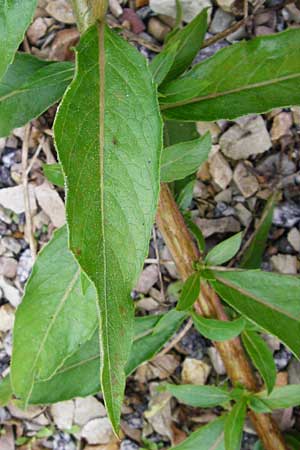 Oenothera rubriaxis \ Rotachsige Nachtkerze / Red-Axis Evening Primrose, D Odenwald, M&ouml;rlenbach 5.8.2014