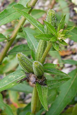 Oenothera rubriaxis \ Rotachsige Nachtkerze / Red-Axis Evening Primrose, D Odenwald, M&ouml;rlenbach 5.8.2014