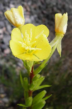 Oenothera rubriaxis \ Rotachsige Nachtkerze / Red-Axis Evening Primrose, D Odenwald, M&ouml;rlenbach 5.8.2014