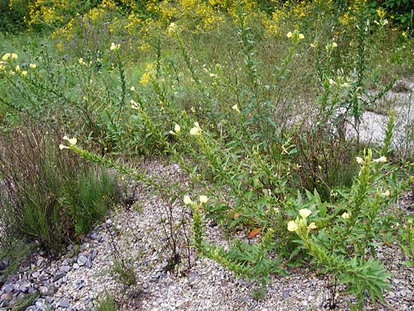 Oenothera rubriaxis \ Rotachsige Nachtkerze / Red-Axis Evening Primrose, D Odenwald, M&ouml;rlenbach 5.8.2014