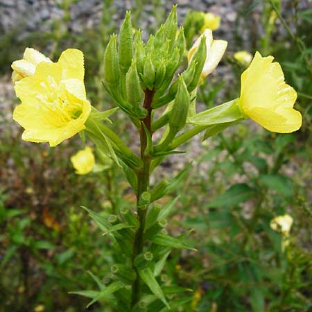 Oenothera rubriaxis \ Rotachsige Nachtkerze / Red-Axis Evening Primrose, D Odenwald, M&ouml;rlenbach 5.8.2014