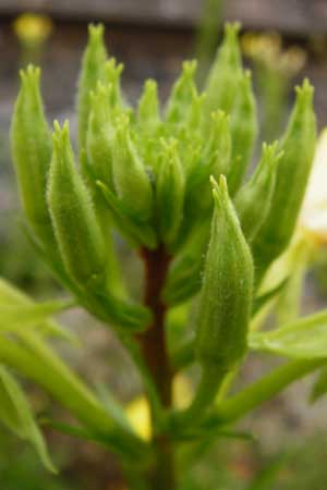 Oenothera rubriaxis \ Rotachsige Nachtkerze / Red-Axis Evening Primrose, D Odenwald, M&ouml;rlenbach 5.8.2014