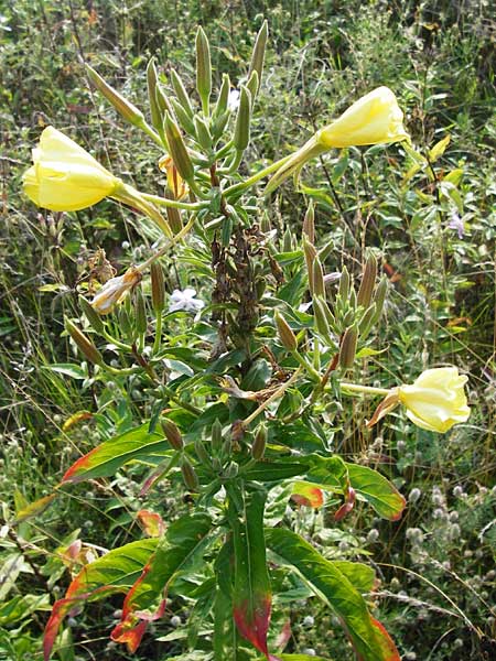 Oenothera x albivelutina \ Wei&szlig;schleier-Nachtkerze / White Veil Evening Primrose, D Mannheim 23.7.2014