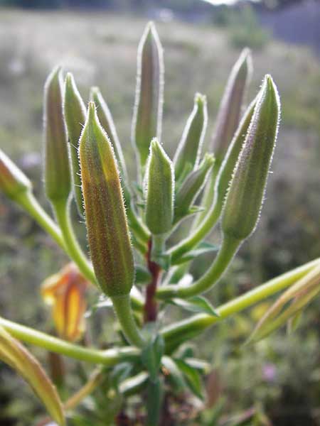 Oenothera x albivelutina \ Wei&szlig;schleier-Nachtkerze / White Veil Evening Primrose, D Mannheim 23.7.2014