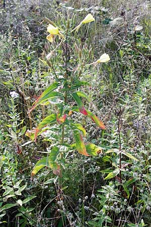 Oenothera x albivelutina \ Wei&szlig;schleier-Nachtkerze / White Veil Evening Primrose, D Mannheim 23.7.2014