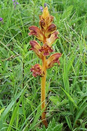 Orobanche gracilis \ Blutrote Sommerwurz / Slender Broomrape, D Hurlach 8.6.2008