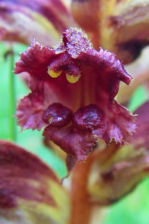 Orobanche gracilis \ Blutrote Sommerwurz / Slender Broomrape, D Hurlach 8.6.2008