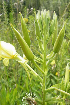 Oenothera oehlkersii \ Oehlkers-Nachtkerze / Oehlkers' Evening Primrose, D Kehl-Goldscheuer 9.7.2011