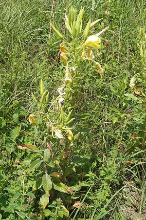 Oenothera oehlkersii \ Oehlkers-Nachtkerze / Oehlkers' Evening Primrose, D Kehl-Goldscheuer 9.7.2011