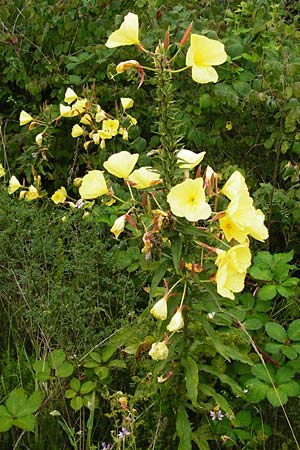Oenothera glazioviana \ Rotkelchige Nachtkerze / Large-Flowered Evening Primrose, D Graben-Neudorf 28.7.2014