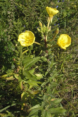 Oenothera rubriaxis \ Rotachsige Nachtkerze / Red-Axis Evening Primrose, D Jugenheim an der Bergstra&szlig;e 29.8.2011