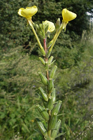 Oenothera rubriaxis \ Rotachsige Nachtkerze / Red-Axis Evening Primrose, D Jugenheim an der Bergstra&szlig;e 29.8.2011
