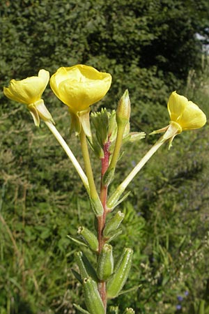 Oenothera rubriaxis \ Rotachsige Nachtkerze / Red-Axis Evening Primrose, D Jugenheim an der Bergstra&szlig;e 29.8.2011