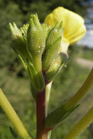 Oenothera rubriaxis \ Rotachsige Nachtkerze / Red-Axis Evening Primrose, D Jugenheim an der Bergstra&szlig;e 29.8.2011