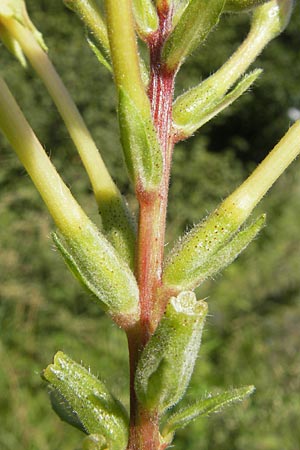 Oenothera rubriaxis \ Rotachsige Nachtkerze / Red-Axis Evening Primrose, D Jugenheim an der Bergstra&szlig;e 29.8.2011