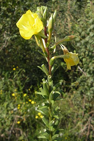 Oenothera rubriaxis \ Rotachsige Nachtkerze / Red-Axis Evening Primrose, D Jugenheim an der Bergstra&szlig;e 29.8.2011