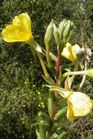Oenothera rubriaxis \ Rotachsige Nachtkerze / Red-Axis Evening Primrose, D Jugenheim an der Bergstra&szlig;e 29.8.2011