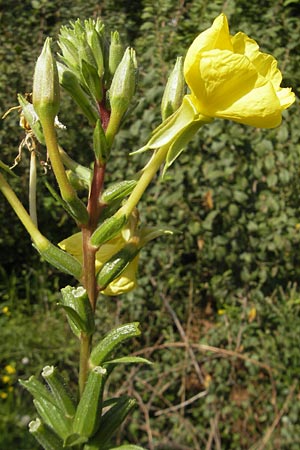 Oenothera rubriaxis \ Rotachsige Nachtkerze / Red-Axis Evening Primrose, D Jugenheim an der Bergstra&szlig;e 29.8.2011