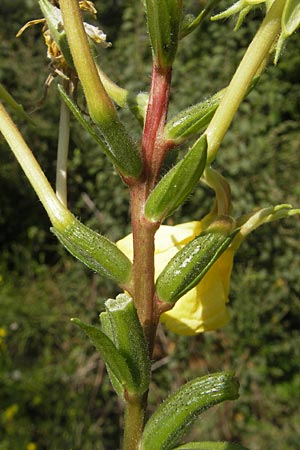 Oenothera rubriaxis \ Rotachsige Nachtkerze / Red-Axis Evening Primrose, D Jugenheim an der Bergstra&szlig;e 29.8.2011