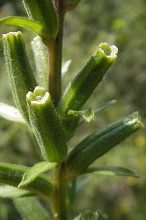 Oenothera rubriaxis \ Rotachsige Nachtkerze / Red-Axis Evening Primrose, D Jugenheim an der Bergstra&szlig;e 29.8.2011