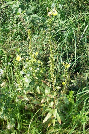 Oenothera rubriaxis \ Rotachsige Nachtkerze / Red-Axis Evening Primrose, D Jugenheim an der Bergstra&szlig;e 29.8.2011