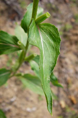 Oenothera scandinavica ? \ Skandinavische Nachtkerze / Scandinavian Evening Primrose, D Hanau 3.8.2014