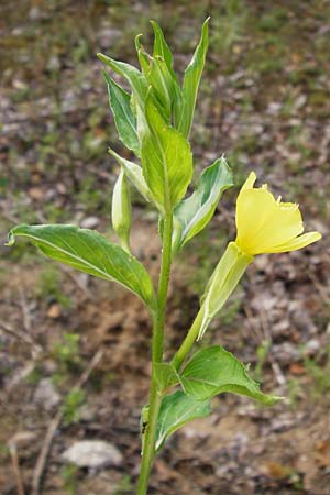 Oenothera scandinavica ? \ Skandinavische Nachtkerze / Scandinavian Evening Primrose, D Hanau 3.8.2014