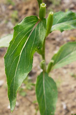 Oenothera scandinavica ? \ Skandinavische Nachtkerze / Scandinavian Evening Primrose, D Hanau 3.8.2014