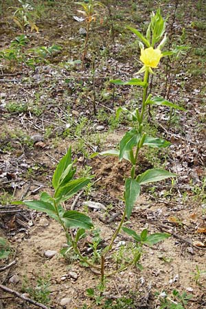 Oenothera scandinavica ? \ Skandinavische Nachtkerze / Scandinavian Evening Primrose, D Hanau 3.8.2014