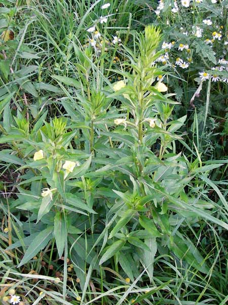 Oenothera scandinavica ? \ Skandinavische Nachtkerze / Scandinavian Evening Primrose, D Hanau 3.8.2014