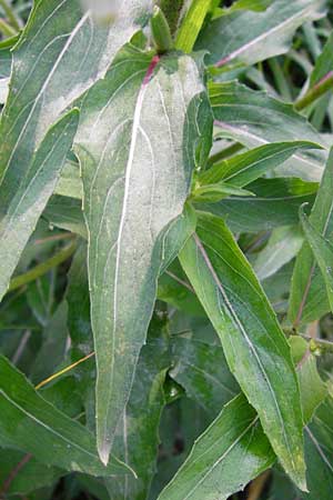 Oenothera scandinavica ? \ Skandinavische Nachtkerze / Scandinavian Evening Primrose, D Hanau 3.8.2014