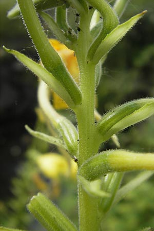 Oenothera oehlkersii \ Oehlkers-Nachtkerze / Oehlkers' Evening Primrose, D Kehl-Goldscheuer 9.7.2011