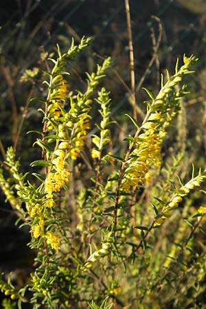 Odontites luteus \ Gelber Zahntrost / Yellow Bartsia, D Sandhausen 20.8.2010