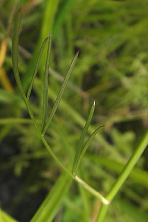 Oenanthe lachenalii \ Wiesen-Wasserfenchel, Lachenals Wasserfenchel / Parsley Water Dropwort, D Kehl 7.9.2011