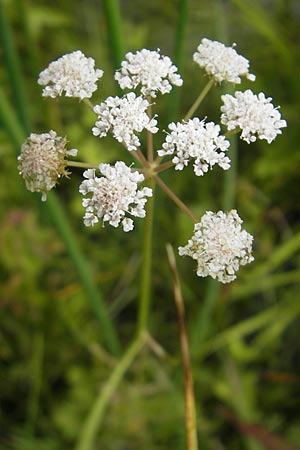 Oenanthe lachenalii \ Wiesen-Wasserfenchel, Lachenals Wasserfenchel / Parsley Water Dropwort, D Kehl 7.9.2011