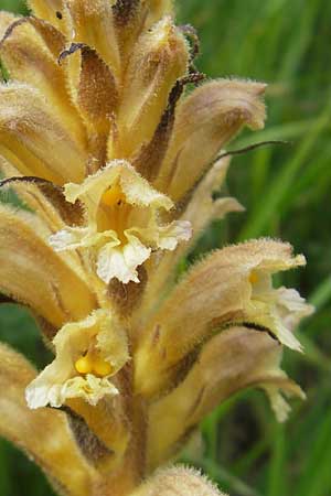Orobanche lutea \ Gelbe Sommerwurz / Yellow Broomrape, D Hemsbach 11.5.2012