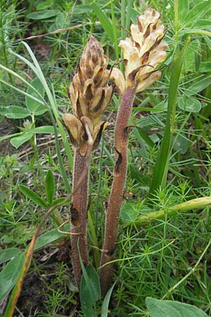 Orobanche lutea \ Gelbe Sommerwurz / Yellow Broomrape, D Hemsbach 11.5.2012