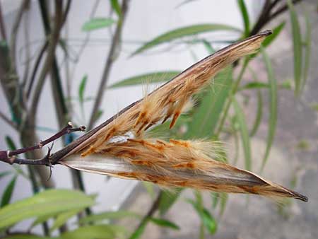 Nerium oleander \ Oleander / Oleander, Rose Bay, D Mannheim 6.5.2014